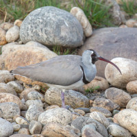 Ibisbill